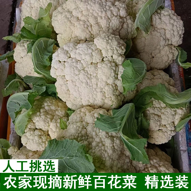 农家新鲜白花菜现摘精选装当季菜花散菜花花菜花椰菜花当季露天菜