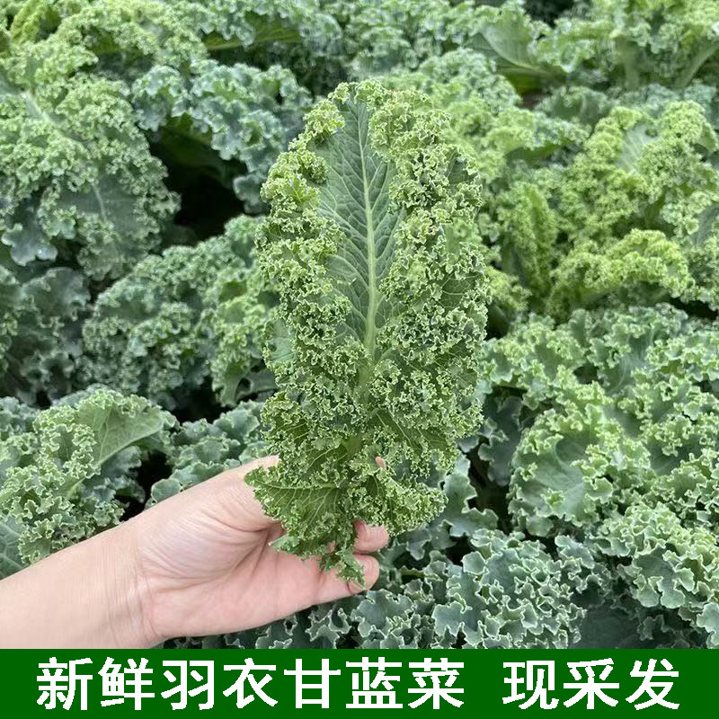 可生吃新鲜羽衣甘蓝菜叶农家蔬菜生吃沙拉可生菜榨汁食材现摘现发