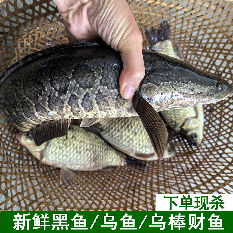 湖北新鲜黑鱼活鱼现杀现发乌鱼乌棒才鱼财鱼净膛发货炖汤足称炖汤