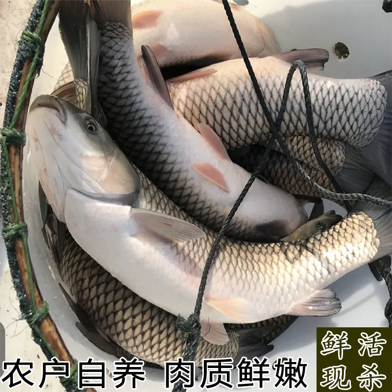 湖北草皖鱼农家鱼塘鲜活大草鱼草混子滋补现捞混自然生长鲜活现杀