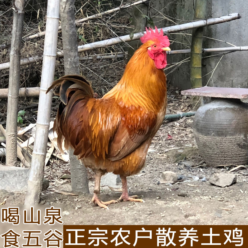 农村自养土鸡农家散养大公鸡鸡肉