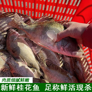 新鲜足称桂花鱼现杀鳜鱼鲜活现杀鳌花鱼淡水鱼净膛季花鱼湖北水产