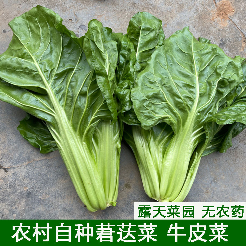 农家自种莙荙菜牛皮菜新鲜现砍厚皮菜农家露天菜园瓢儿菜精选青菜