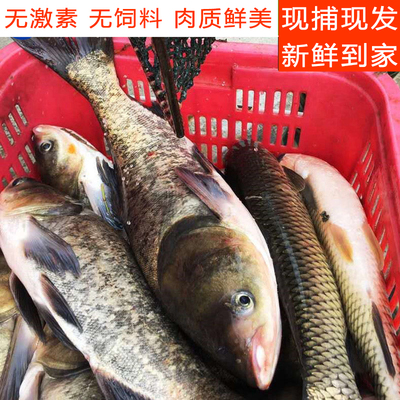 湖北宜昌大鱼头胖头鱼头花鲢鱼