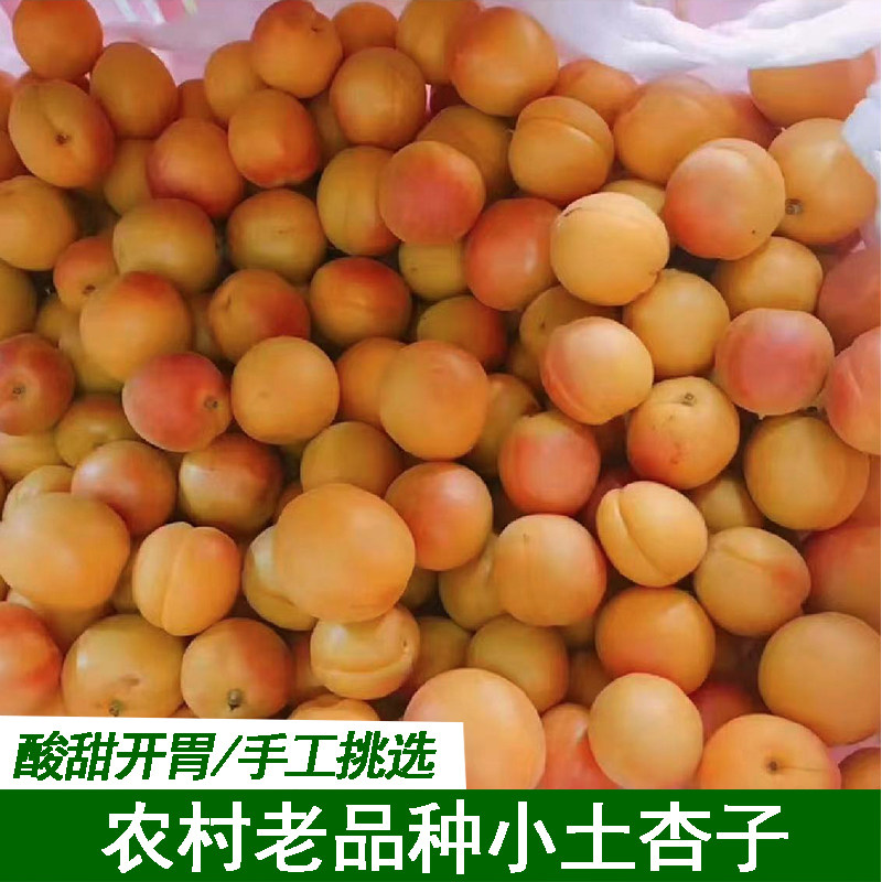 湖北宜昌本地土杏子黄杏小杏子