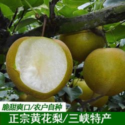 农家果园现摘直发黄花梨正宗百里洲砂梨精品果翠玉梨脆甜多汁梨子