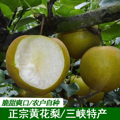 湖北现摘新鲜黄花梨子