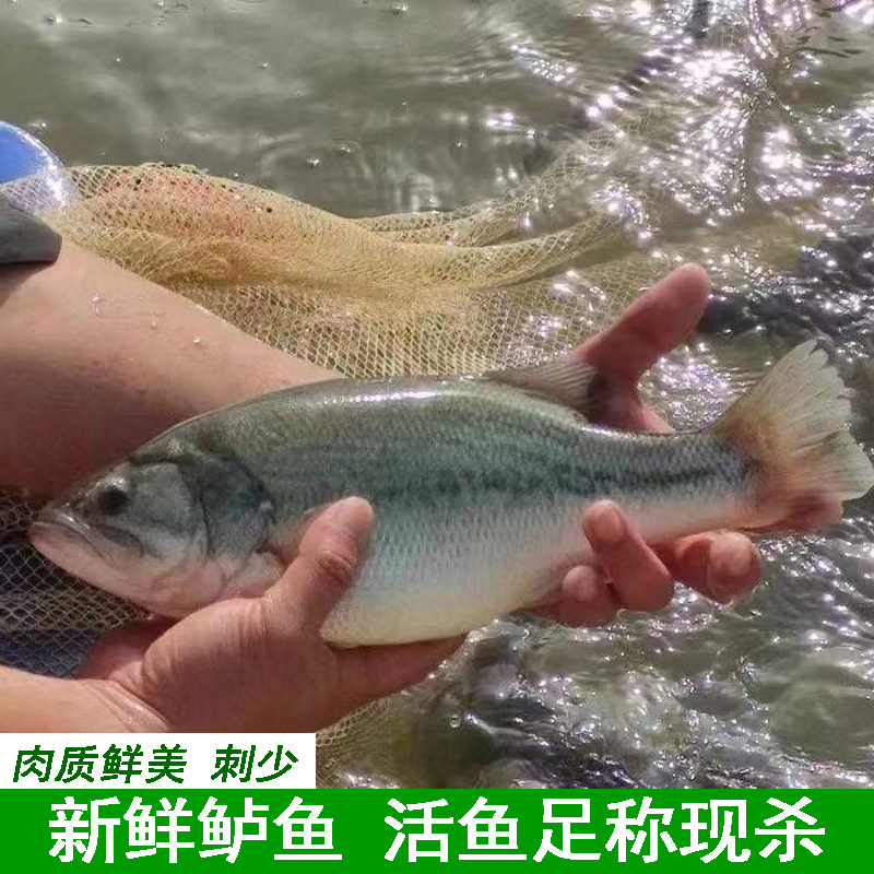 新鲜鲈鱼清蒸鱼食材大鲈鱼美味水产活鱼足称现杀淡水鱼大口黑鲈鱼