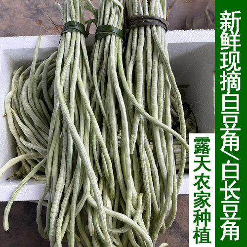 农家老品种长豇豆白豆角白豇豆