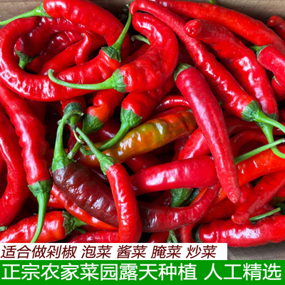农家蔬菜自种红辣椒湖北新鲜红辣椒红杭椒小红尖椒腌泡椒剁椒包邮