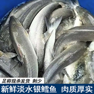 鲜活现杀新鲜淡水银鳕鱼大鳞鲃鱼鲜雪鱼鱼肉自家塘养殖鱼足称现杀