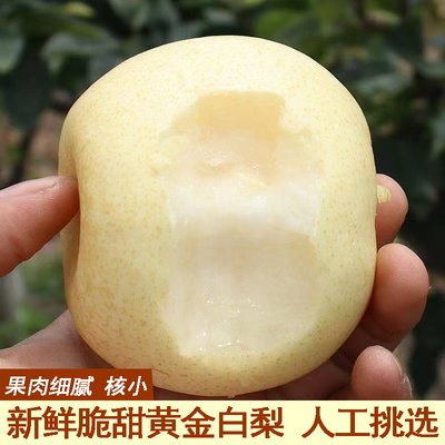 当季新鲜水果脆甜黄金白梨黄梨脆甜黄金梨香酥蜜梨早雪梨黄皮梨子