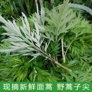 食用蒿菜新鲜白蒿野蒿子尖粑粑做青团现摘现发田边小艾蒿人工挑选