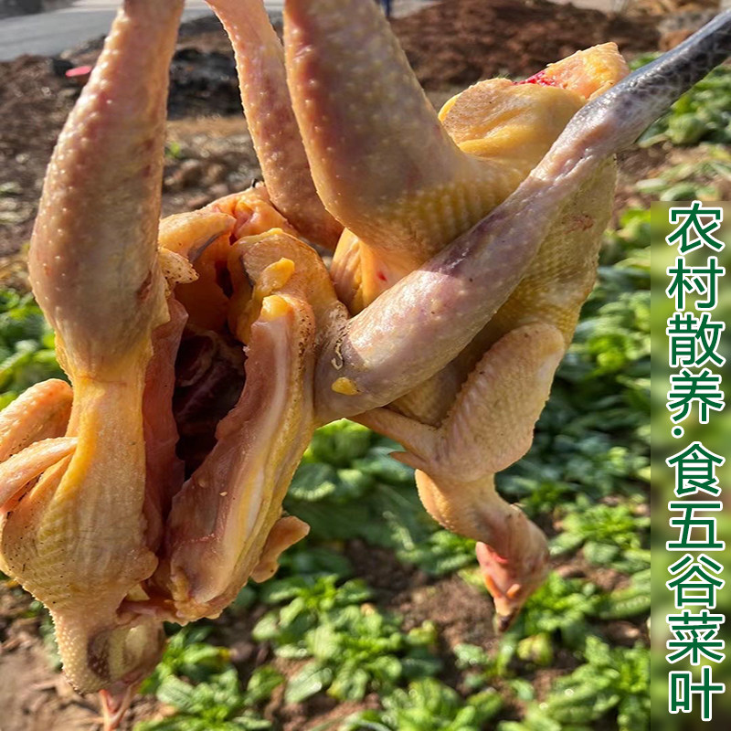本地土鸡正宗农家散养母鸡农户新鲜现杀新鲜虫草鸡走地鸡五谷喂养