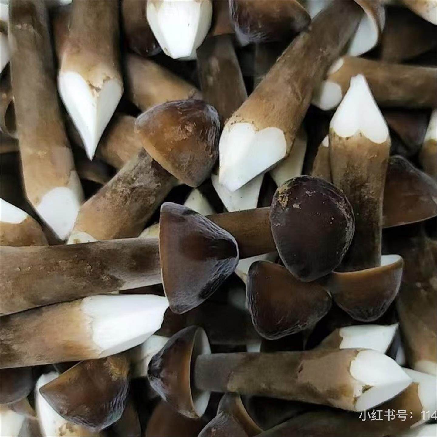 黑皮鸡枞菌系新年食用蘑菇菌菇煲汤火锅烧烤鸡枞菇鲜货非干货