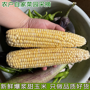 现摘鲜嫩水果玉米甜包谷农家玉米新鲜嫩玉米农户自种宝宝辅食玉米
