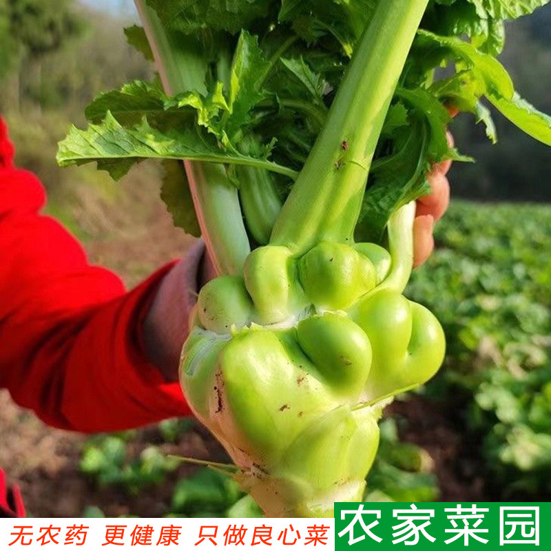 新鲜榨菜头青菜头菱角菜