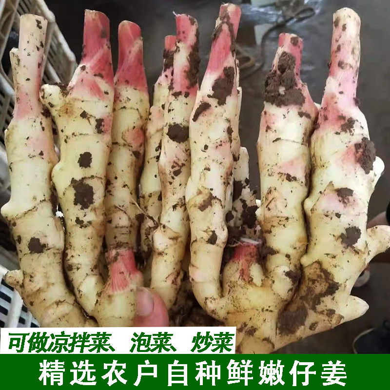 嫩仔姜新鲜仔姜芽嫩姜湖北
