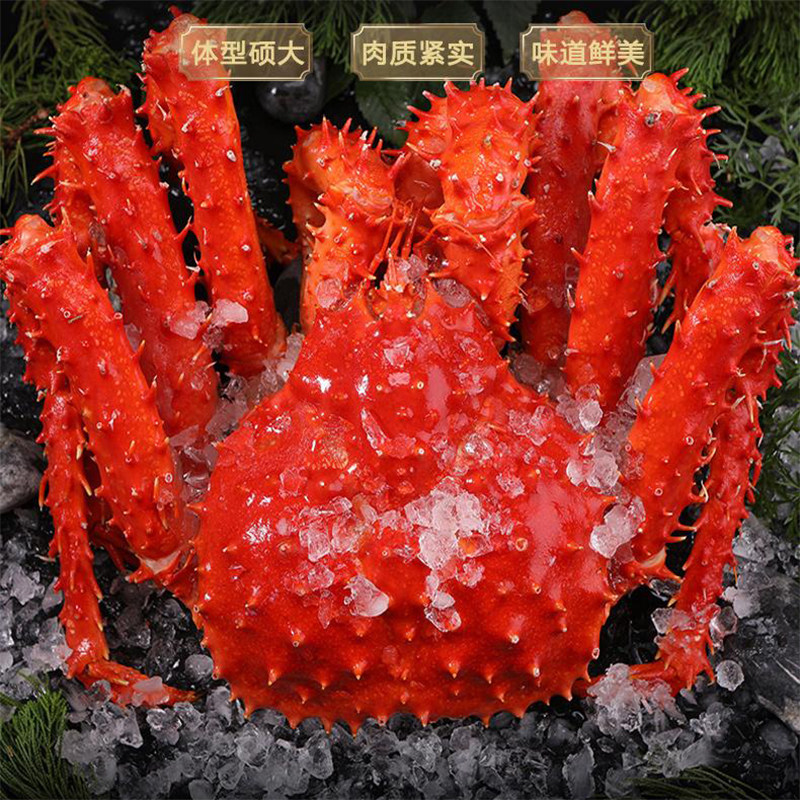 1只1斤多帝王蟹海鲜鲜活熟冻特大螃蟹水产皇帝蟹帝皇蟹皇后蟹雪蟹