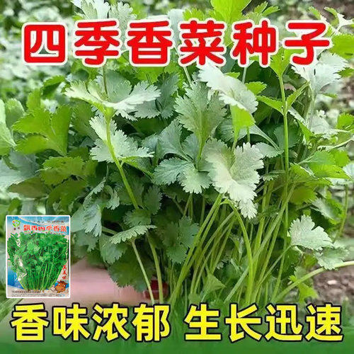 【四季小香菜种子】阳台室内花卉盆栽小香菜蔬菜种子四季可播种籽