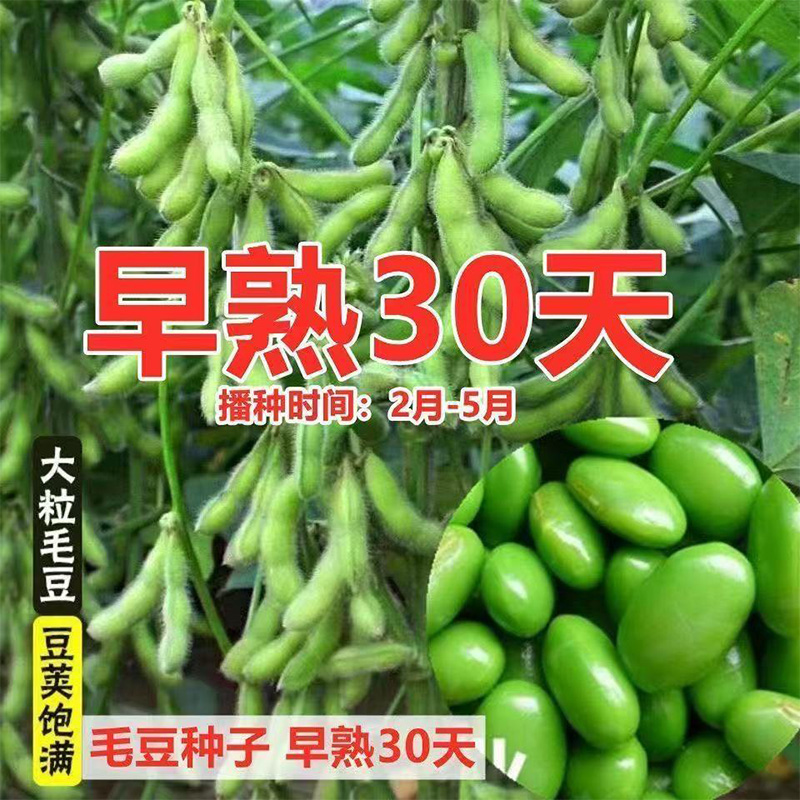 【粒粒精选】毛豆早熟大粒绿毛豆晚熟高产黄大豆种籽四季蔬菜种孑