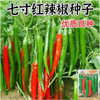 【正宗】七寸红辣椒种子线椒种子南韩金峰二号辣椒种子四季辣椒种