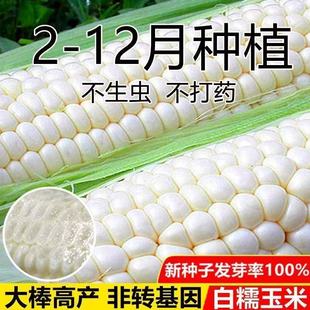白糯甜玉米种子高产矮杆大棒四季播白玉米非转基因白甜糯玉米种籽