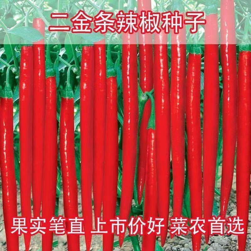 四川二金条辣椒种子高产线椒四季播二荆条斤农家菜园种蔬菜种籽