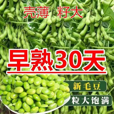 45天早熟毛豆种子软糯清香型抗旱抗病绿心非转基因高产千斤大豆种