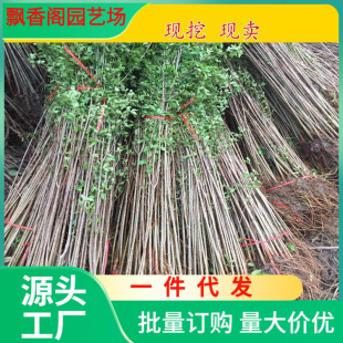 跨境一件代发榆树苗 榆树小苗 白榆家榆 榆钱树 绿化树 别墅庭院