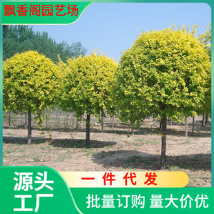 跨境一件代发庭院绿化苗金叶榆树苗围墙造型树黄金榆树苗榆树苗