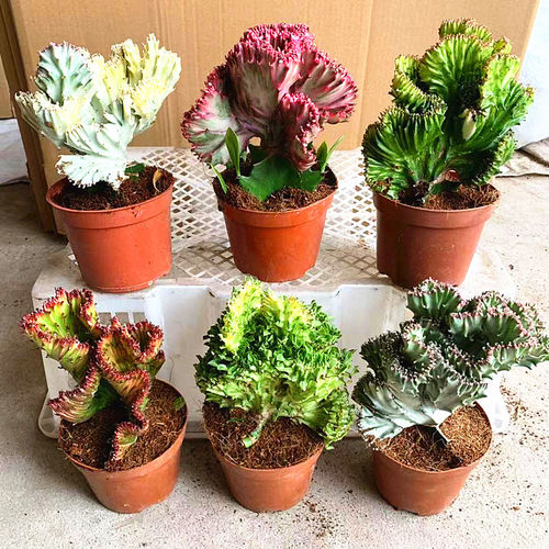 跨境春峰彩麒麟大戟科多肉植物仙人球盆栽仙人掌类花卉桌面绿植
