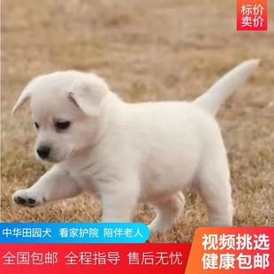 中华田园犬家养幼犬土狗金毛混血狗大黄狗纯黑小白狗活体纯种狗崽