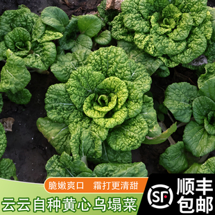 露天生长乌塌菜新鲜现摘现发霜冻黄心菜黑叶菜火锅配菜顺丰包邮