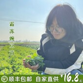 豌豆荚新鲜现摘现发火锅食材露天生长 苏北特产豌豆苗 顺丰 包邮