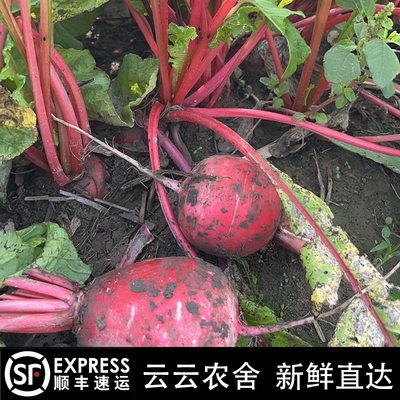 苏北老品种红萝卜本地红皮萝卜红皮白心水萝卜泡菜原料萝卜干顺丰
