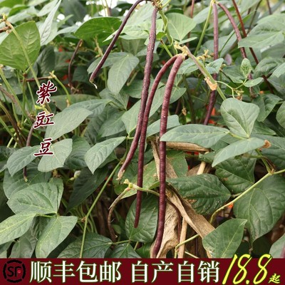 豇豆自产自销新鲜采摘