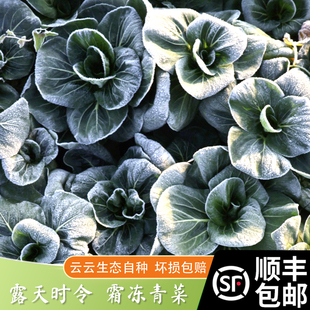 顺丰包邮农家自种 青菜新鲜霜冻青菜 矮脚青苏州青现摘现发