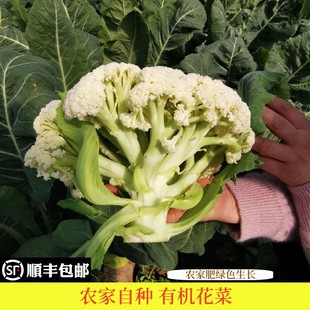 顺丰包邮散花菜松花菜白花菜花菜花椰菜菜花新鲜现摘时令蔬菜