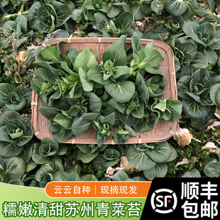 菜苔 新鲜 苏州青菜苔 顺丰 东台特产云云自种蔬菜 包邮 时令应季