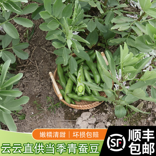 顺丰包邮农家自种 蔬菜 青蚕豆新鲜 鲜嫩现摘 蚕豆下酒菜 带壳