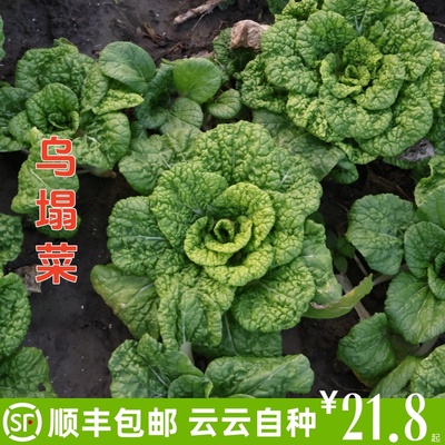 云云自种露天新鲜乌塌菜