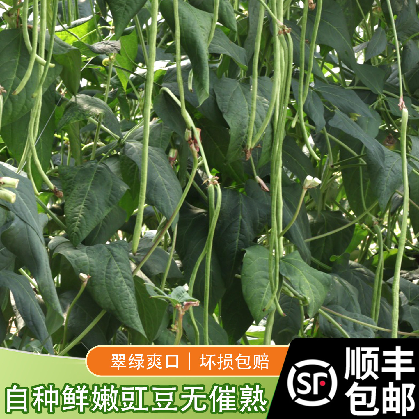 顺丰包邮苏北特产 豇豆新鲜 老品种长豆角嫩脆爽口现摘现发