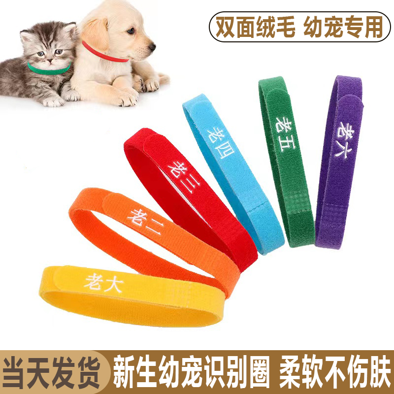 宠物识别圈幼宠识别区分幼猫项圈