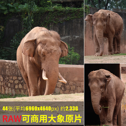 raw可商用大象原片高清重量动物生物大象动物图cr3相机未修原图片
