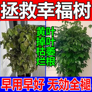 幸福树专用营养液专用肥料落叶掉叶子专用肥料专治黄叶烂根营养液