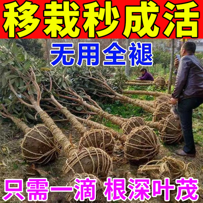 植物生根药水复活液枯树再生液大树成活营养液植树移栽生根发芽剂