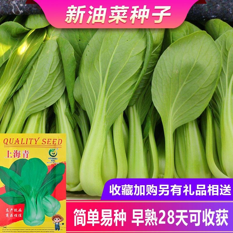 鸡毛菜种子种籽四季青阳油菜上海小白菜青菜台盆栽蔬菜菜籽孑籽种