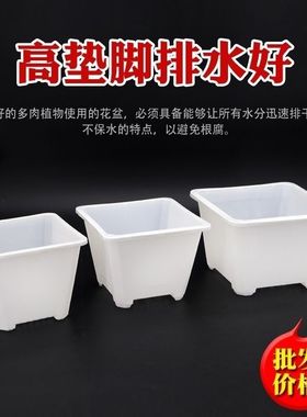 白色多肉花盆景天小方盆单头老桩景天盆多肉小方盆塑料小黑方加厚