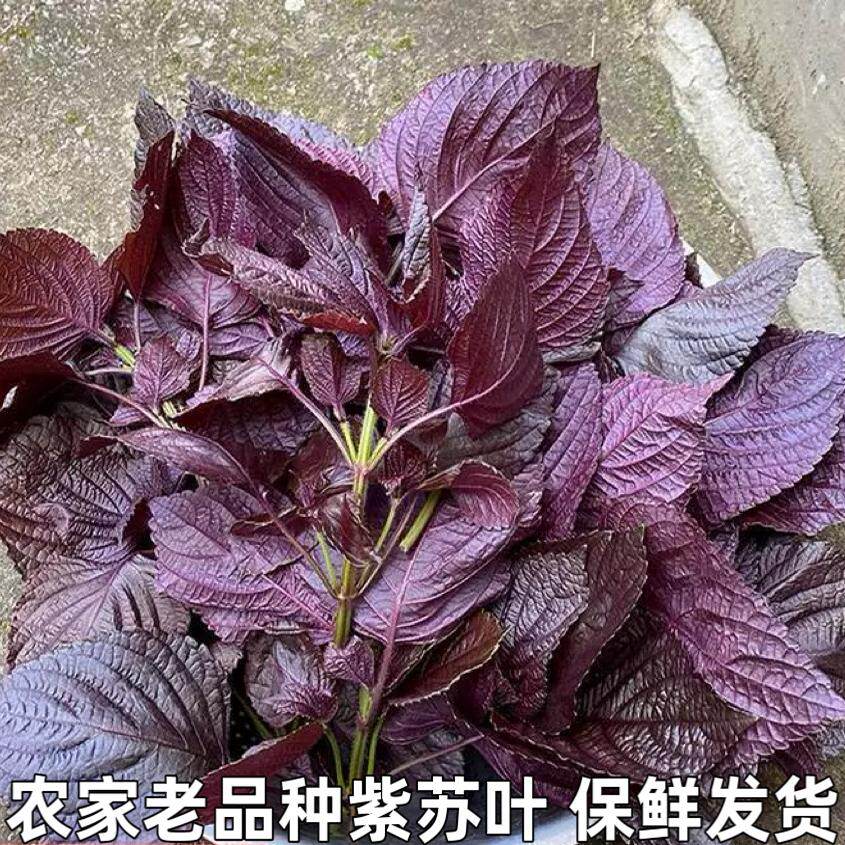 湖北新鲜现摘紫苏叶带杆新鲜食用紫全叶紫苏叶无长杆可食用苏子叶